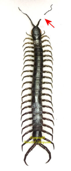 Scolopendra sp.