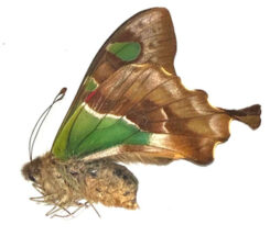 Graphium stresemanni ( rare female )