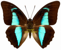 Prepona ( Archaeoprepona ) licomedes licomedes