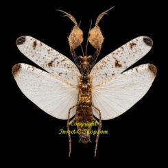 Astyliasula javana ( spread )