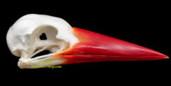 Halcyon cyanoventris ( crâne )