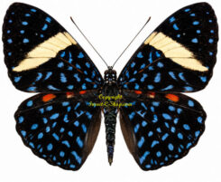 Hamadryas laodamia
