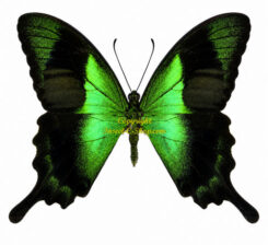 Papilio ( Achillides ) peranthus transiens