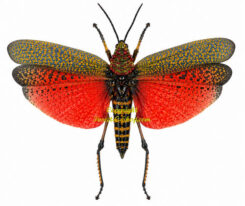 Phymateus saxosus ( spread )