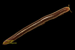 Spirobolus sp.