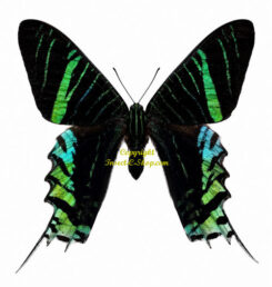 Urania leilus