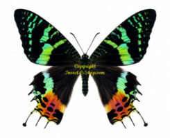 Chrysiridia ( Urania ) ripheus