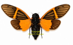Becquartina electa , 5pcs  ( spread )