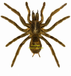 Haplopelma minax