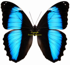 Morpho deidamia ( 5-pcs )