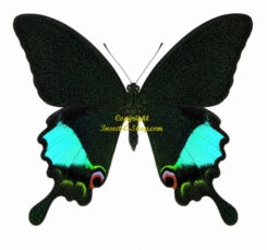 Papilio ( Achillides ) karna karna