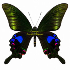 Achillides ( Papilio ) arcturus ssp. arcturus