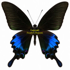 Achillides ( Papilio ) bianor ssp. pinratanai