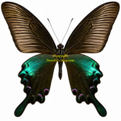 Achillides ( Papilio ) bianor ssp. gladiator