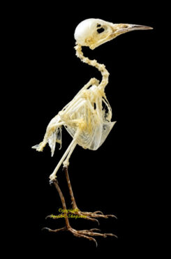 Aegithina tiphia scapularis ( skeleton )