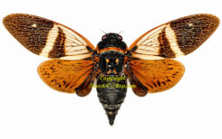 Anganiana floridula ( étalé )