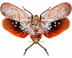 Aphaena murei ( spread )