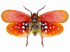Aphaena submaculata ( spread )
