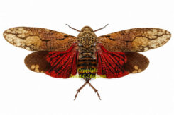 Aracynthus sanguineus