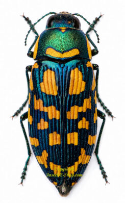 Buprestis douei ( very rare )