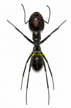 Camponotus singularis  ( leg spread )
