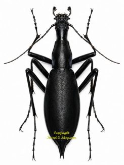 Crabus blaptoides