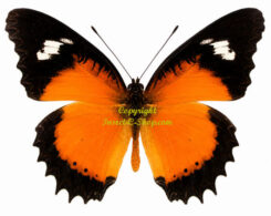 Cethosia hypsea ssp. munjava