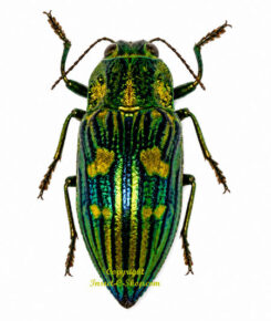 Chalcophorotaenia sp.  australasiae ?