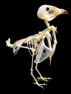 Collocalia esculenta ( skeleton )