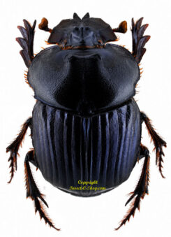Coprophanaeus milon milon