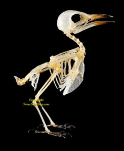 Dicaeum trochileum ( squelette )