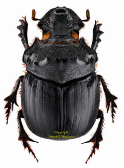 Dichotomius mormon ( rare )