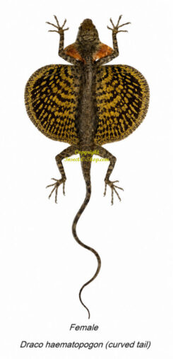 Draco haematopogon - curved tail ( spread )