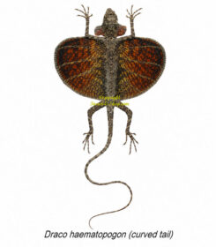 Draco haematopogon - curved tail ( spread )