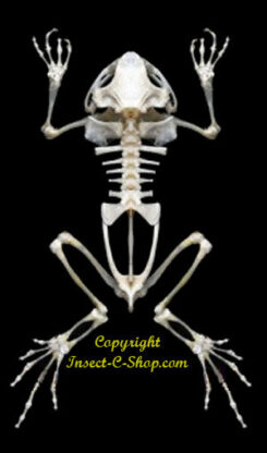 Duttaphrynus melanostictus ( skeleton )