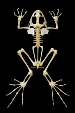 Fejervarya limnocharis ( squelette )