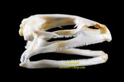 Fejervarya limnocharis ( skull )