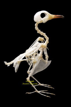 Geopilia striata ( skeleton )