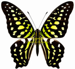Graphium agamemnon ssp. agamemnon