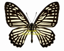 Graphium stratocles senectus