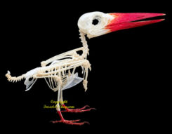 Halcyon cyanoventris ( skeleton )