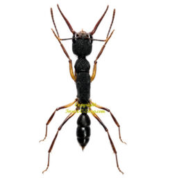 Harpegnathos venator ( leg spread )