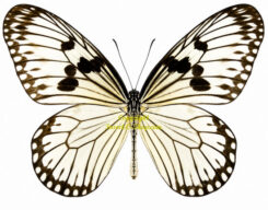 Idea durvillei ssp. hemera