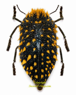 Julodis cirrosa