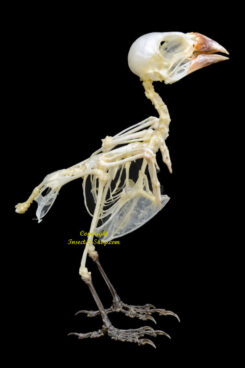 Lonchura maja ( skeleton )