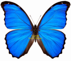Morpho didius ( 5-pcs )