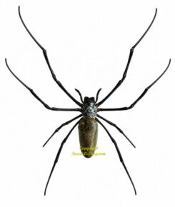 Nephila pilipes ( 5pcs )