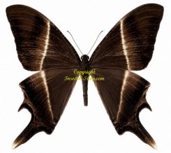 Nyctalemon menoetius adspersus