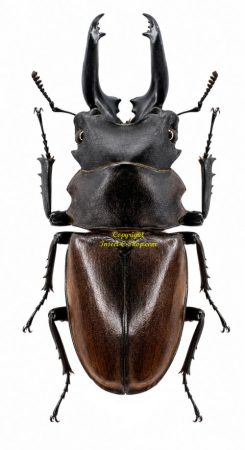 Odontolabis dalmanni dalmanni