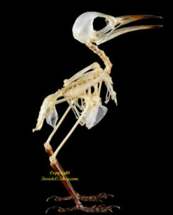 Orthotomus ruficeps ( skeleton )